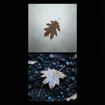 La feuille et la terre humide