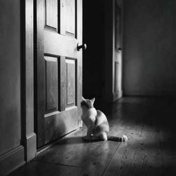 Orson Waits Up