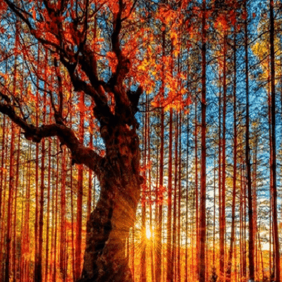 Walk in the forest